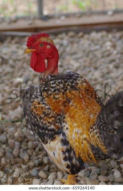 Majestic Bantam Naked Neck Chicken Turken Stock Photo Shutterstock