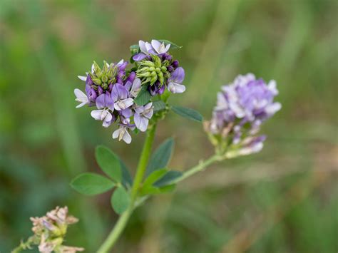 Medicago Sativa Saat Luzerne Alfalfa Schneckenklee Ewig Peter