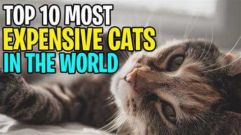 Top 10 Most Expensive Cats In The World Youtube