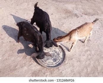 Hungry Goat Eating Food Together Stock Photo 1312686926 | Shutterstock