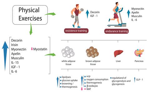 Christoph Burch On Twitter Physical Exercise And Myokines