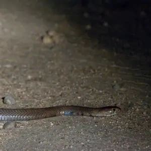 Mozambique Spitting Cobra - Facts, Diet, Habitat & Pictures on Animalia.bio