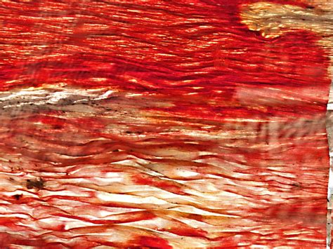 O Novo Programa De Preven O E Enfrentamento Ao Ass Dio Sexual E Demais Crimes Contra A