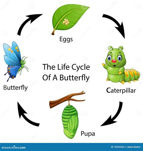 O Ciclo De Vida De Uma Borboleta Ilustração Do Vetor Ilustração De Vida Vetor 79294545