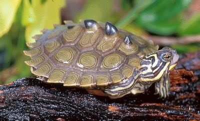 Biology of the Reptilia: Lab #2: Testudines (Nick Spies and Alex Murray)