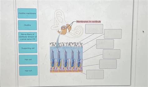 Solved Otolithic membrane Otoliths Nerve fibers of | Chegg.com