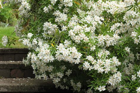 Choisya Ternata Mexican Orange Blossom 25l