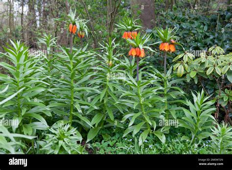 Fritillaria Imperialis Rubra Maxima Stock Photo Alamy