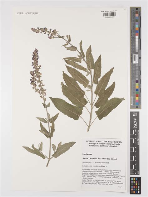 Salvia Coccinea Buc Hoz Ex Etl Plants Of The World Online Kew Science