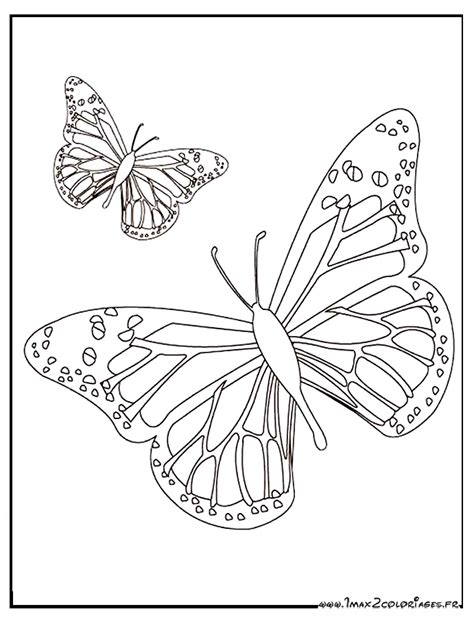 Coloriage De Papillons A Imprimer Et A Colorier De Toutes Les Couleurs