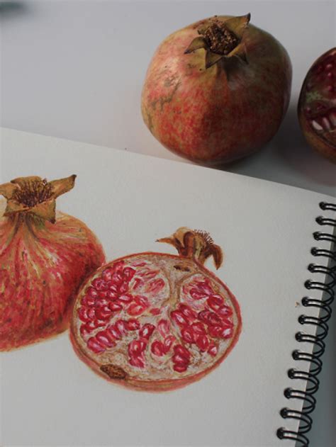 Make A Pomegranate Drawing In 5 Easy Steps - Abirpothi - Abirpothi