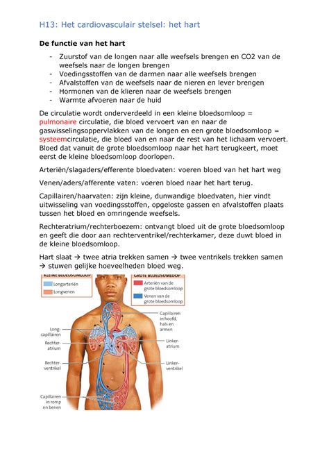 Het Hart H13 Hart H13 Het Cardiovasculair Stelsel Het Hart De