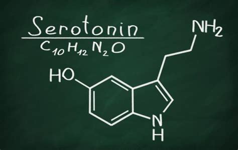 Diferencias Entre Dopamina Y Serotonina