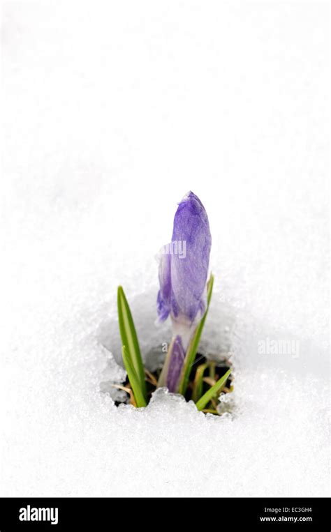 Crocus in Snow Stock Photo - Alamy