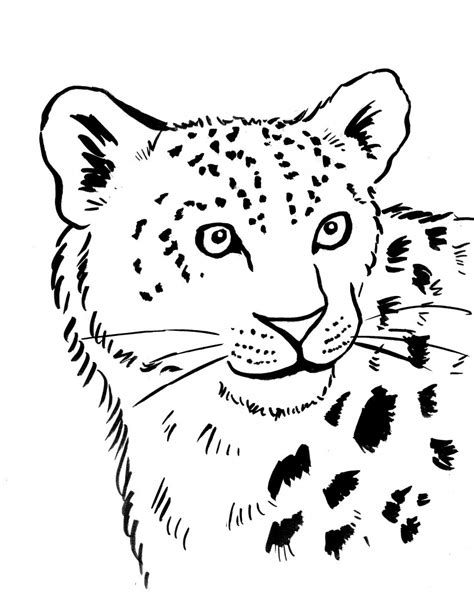 Snow Leopard Coloring Page Art Starts