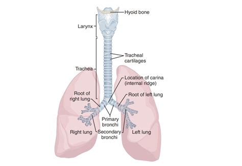 Anatomy Of The Trachea Powerpoint Diagram Trachea Anatomy Diagram Images