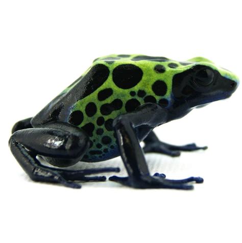 Dendrobates Tinctorius Green Sipaliwini Captive Bred Dyeing