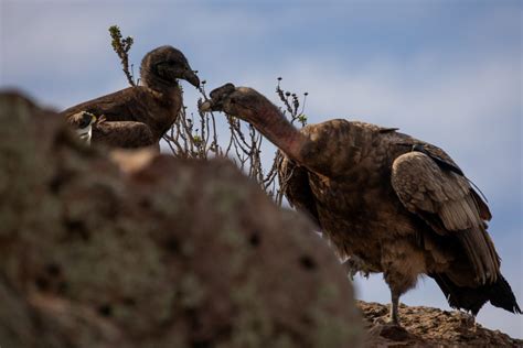 Nació un pichón de cóndor andino en el Bioparque La Máxima