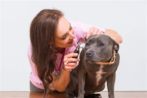 The role of food allergies in your dog's ear infections - Dr Louisa Fenny