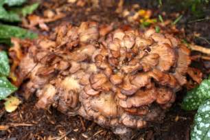 How to Clean a Hen of the Woods Mushroom - FOOD ON THE FOOD