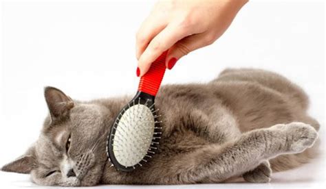 Top 10 Tips for Stress-Free Cat Grooming | by Aleemrajpoot | Medium