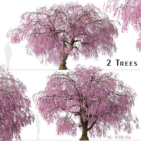 Set Of Weeping Higan Cherry Trees Prunus Subhirtella Pendula 2 Trees