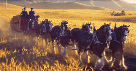 The Clydesdales Are Back! See Budweiser’s 2019 Super Bowl Ad Before ...