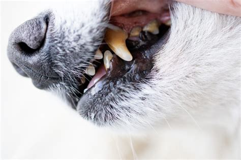 Dog Periodontal Disease: What You Should Know | Park Veterinary Hospital