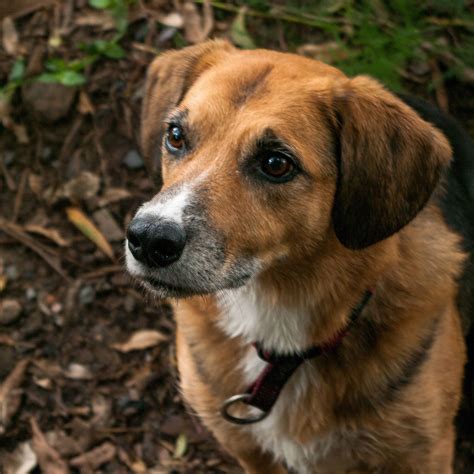 Muki Australian Cattle Dog And Beagle Mix Cooper Park Australian Cattle