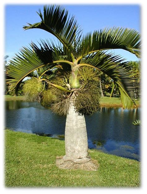 Hyophorbe Lagenicaulis Bottle Palm