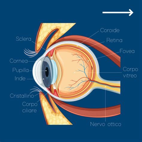 L ANATOMIA DELL OCCHIO UMANO Ottica 2M