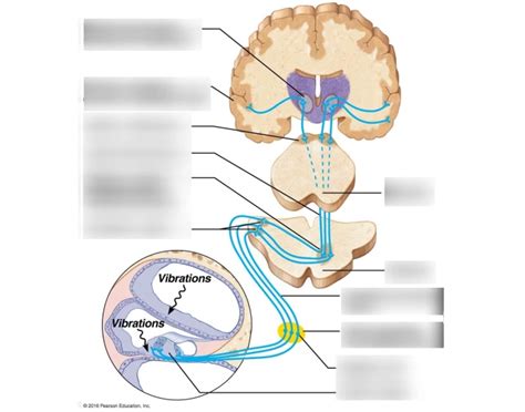 Generalized auditory pathway — Printable Worksheet 