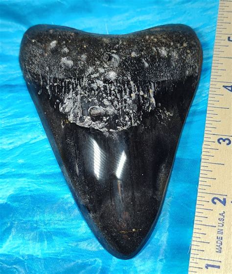 Giant Beautiful Polished Megalodon Shark Tooth · L1: 4.55 L2: 4.33 ...