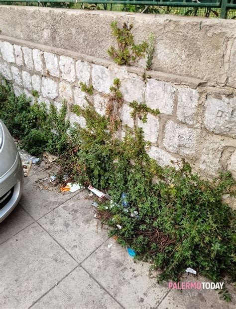 Condizioni Igieniche Precarie In Via Brancato Discarica Con Topi