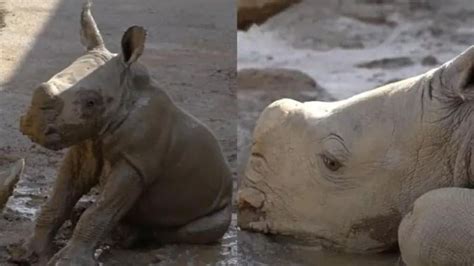 Em risco de extinção filhote de rinoceronte branco nasce em zoológico