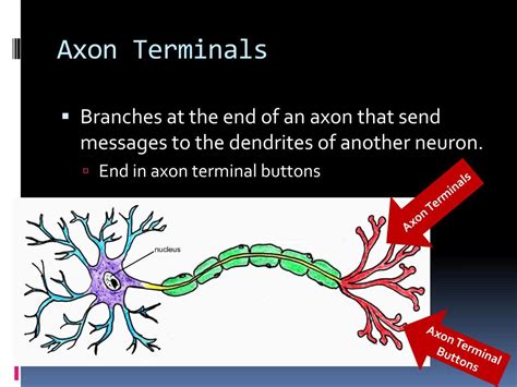 Ppt Biological Psychology Powerpoint Presentation Free Download Id