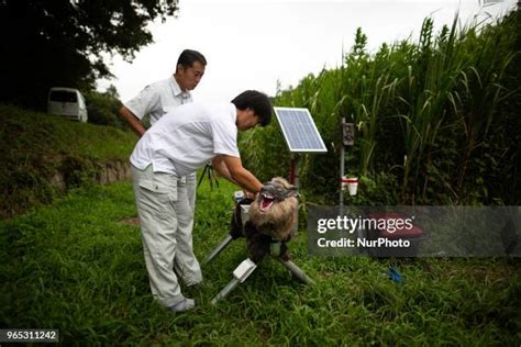 Super Monster Wolf Photos And Premium High Res Pictures Getty Images