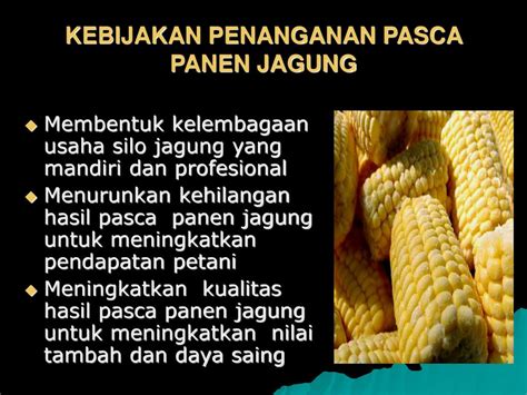 Ppt Penanganan Pasca Panen Dalam Pengembangan Agribisnis Jagung