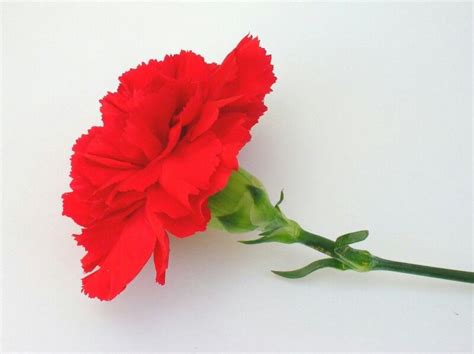 Clavel Rojo Red Carnation Carnations Carnation Flower