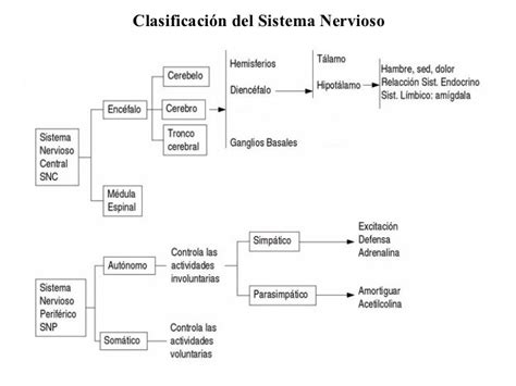 Cuadro Sinóptico Sobre El Cerebro Y Características Cuadro Comparativo