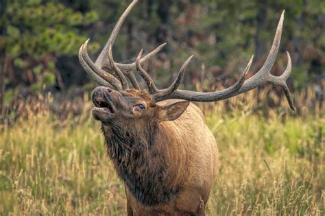 Bull Elk Bugling Wallpaper