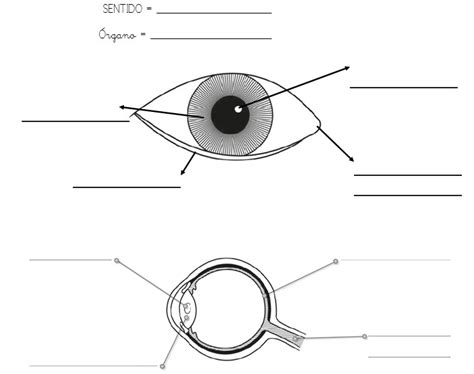 Juegos de Ciencias | Juego de Las partes del ojo | Cerebriti