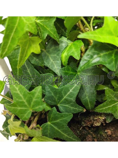 ХЕДЕРА ХЕЛИКС ПИТТСБУРГ Диаметр 17 см Высота 100 см: красивое ампельное ...