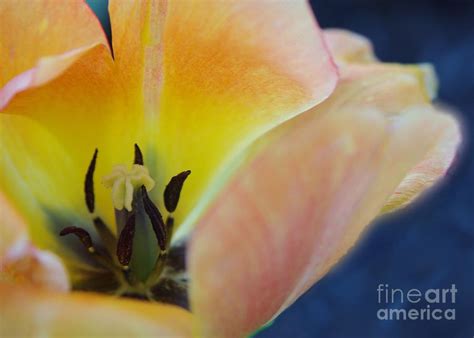 Tulip Anatomy Photograph By Cobbled Path Photography Pixels