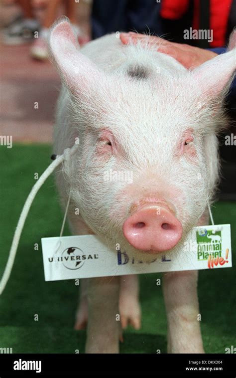 Babe The Pig Hi Res Stock Photography And Images Alamy
