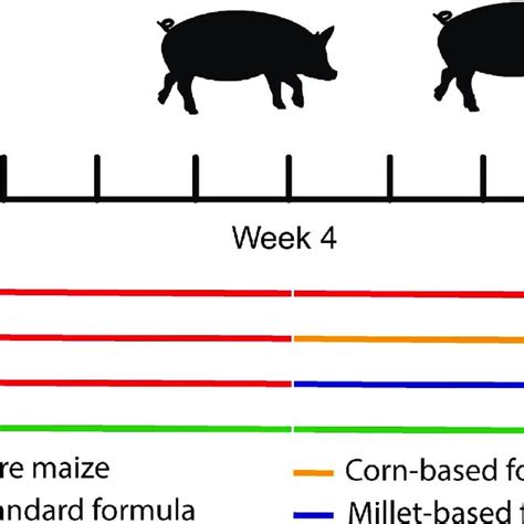 Different Treatments Between Malnourished Pigs And Controls