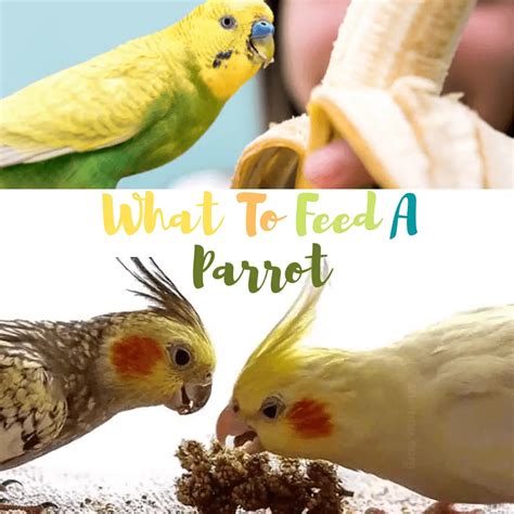 What to feed a parrot - All you need to khnow about parrot feeding