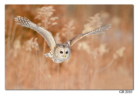 Barred Owl Barred Owl Owl Prey