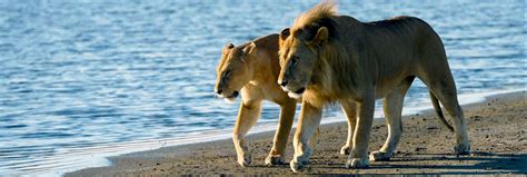 Saadani National Park safaris, tours & holiday packages | Discover ...