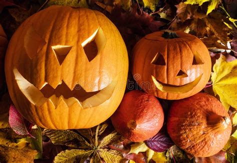 Halloween Pumpkins Carved Jack O Lantern In Fall Leaves Stock Image Image Of Head Group